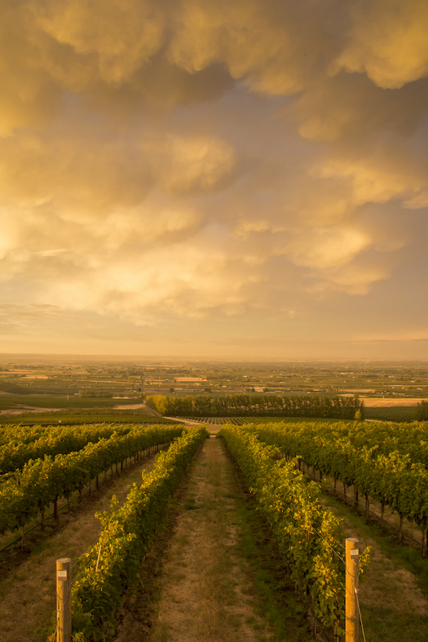 Sunset at Seven Hills Vineyard, Walla Walla, Washington | The Wine Regions : Washington State