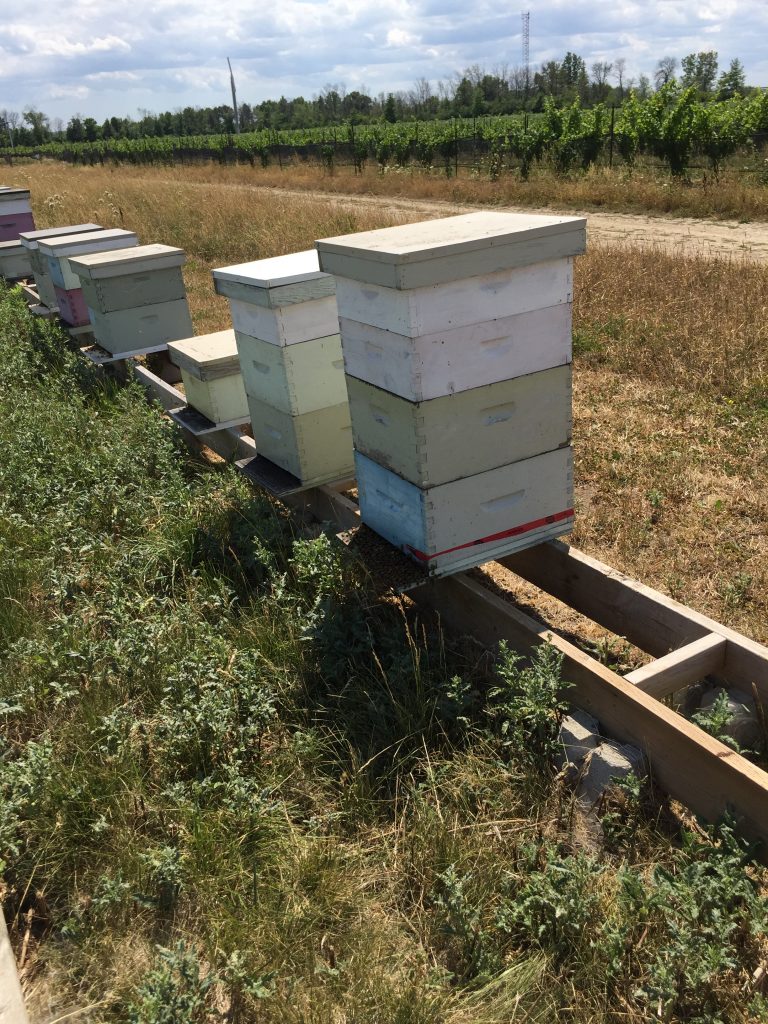 Beehives - Southbrook