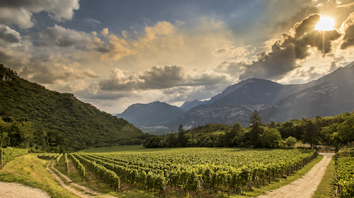 Ferrari Trento vineyards in the sun