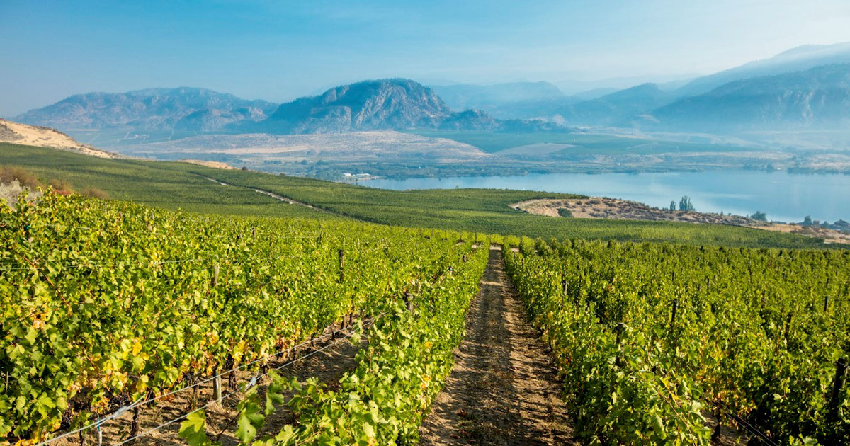 Osoyoos Larose Pioneer Of Great Canadian Wines Gentologie