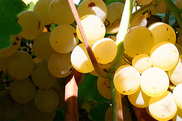 Wines-of-Sicily---Grillo
