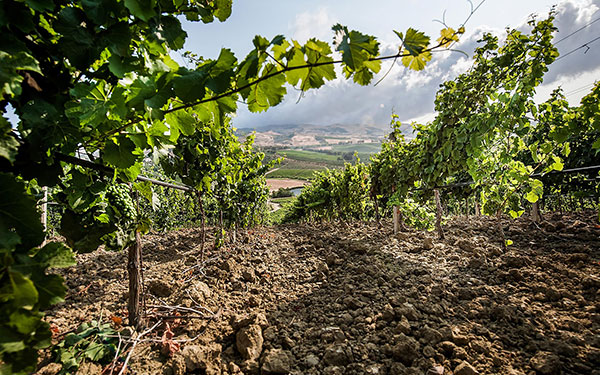 Wines-of-Sicily---Vines