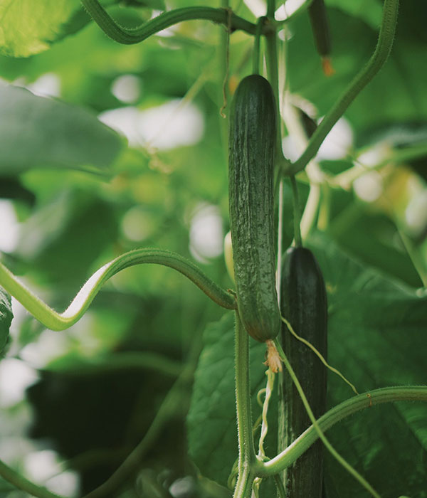 Cucumbers---Toundra-Greenhouse