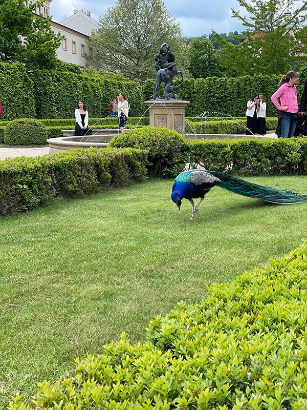 Wallenstein-Palace---Peacock