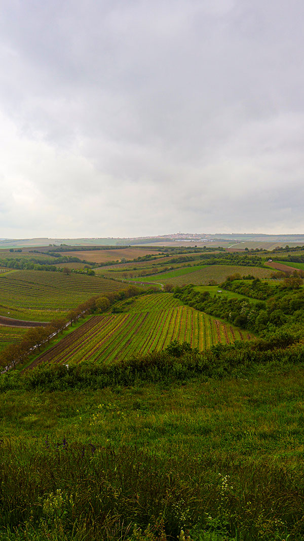 Des vignobles à perte de vue!Photo : Normand Boulanger | Gentologie 