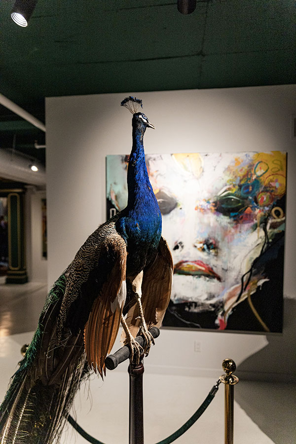 A majestic peacock among the Club St-Denis artworks