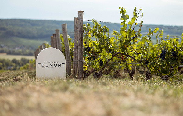 A view of the vineyards of the Telmont champagne house