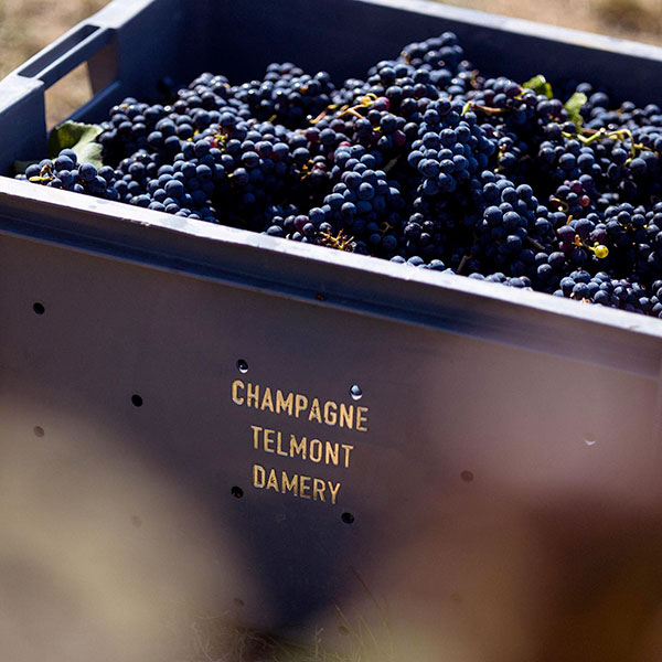 Harvesting grapes at Damery