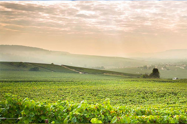 Le vignoble de Damery