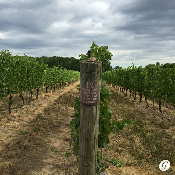 Le pinot noir chez Hidden Bench - vignobles et distilleries de la Péninsule du Niagara
