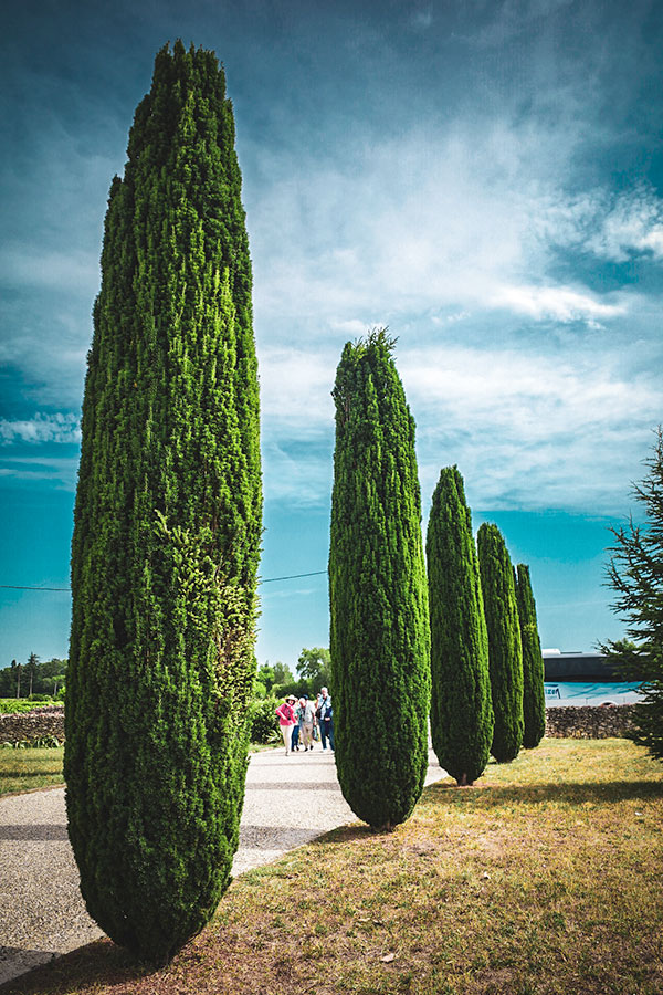 Wine Cruise across France’s Renowned Vineyards - Cypress trees in the Sauternes region