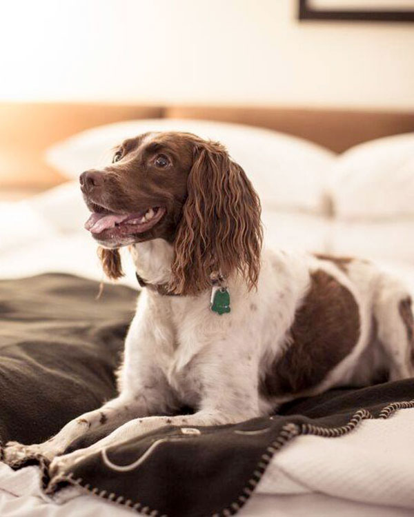 Le Bonne Entente permet les chiens de toutes tailles