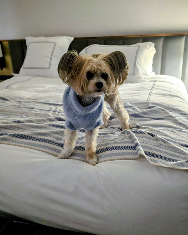 Le Bonne Entente in Québec City Hotel - Simone the dog